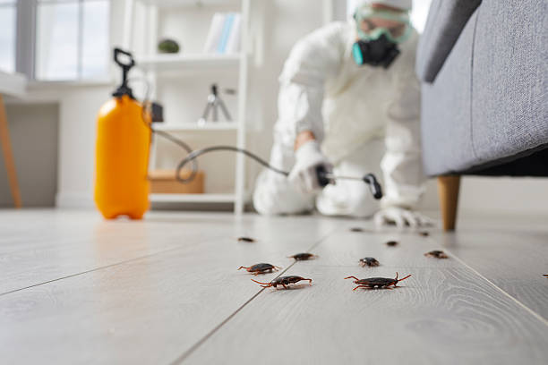 Post-Treatment Bed Bug Interceptor Monitoring in New Lisbon